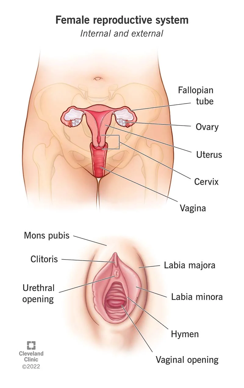 Adult human female anatomy diagram chart
