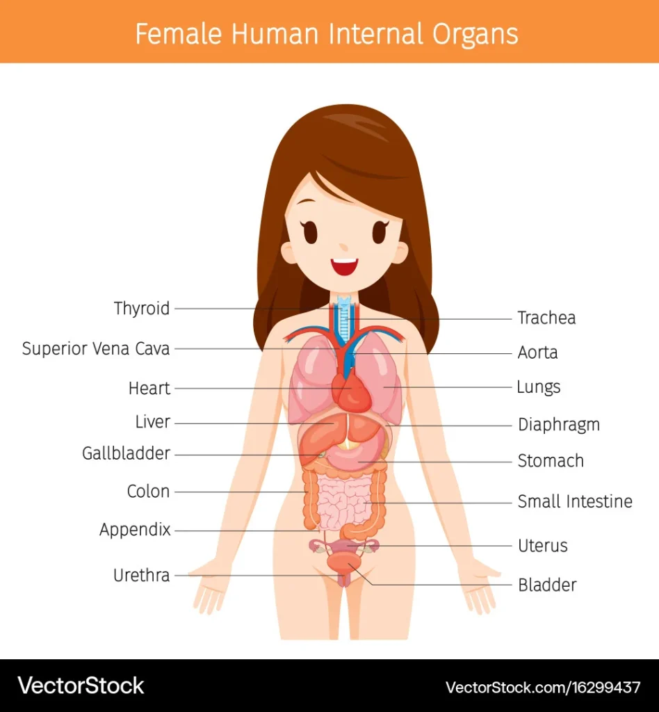 Adult human female anatomy diagram chart