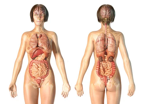 Adult human female anatomy diagram chart