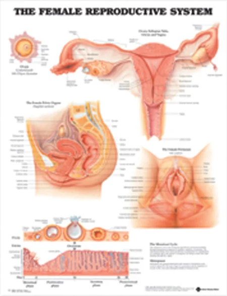 Adult human female anatomy diagram chart