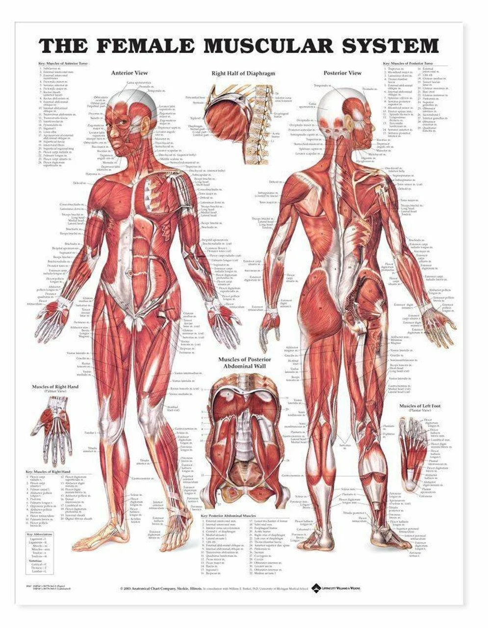 Adult human female anatomy diagram chart