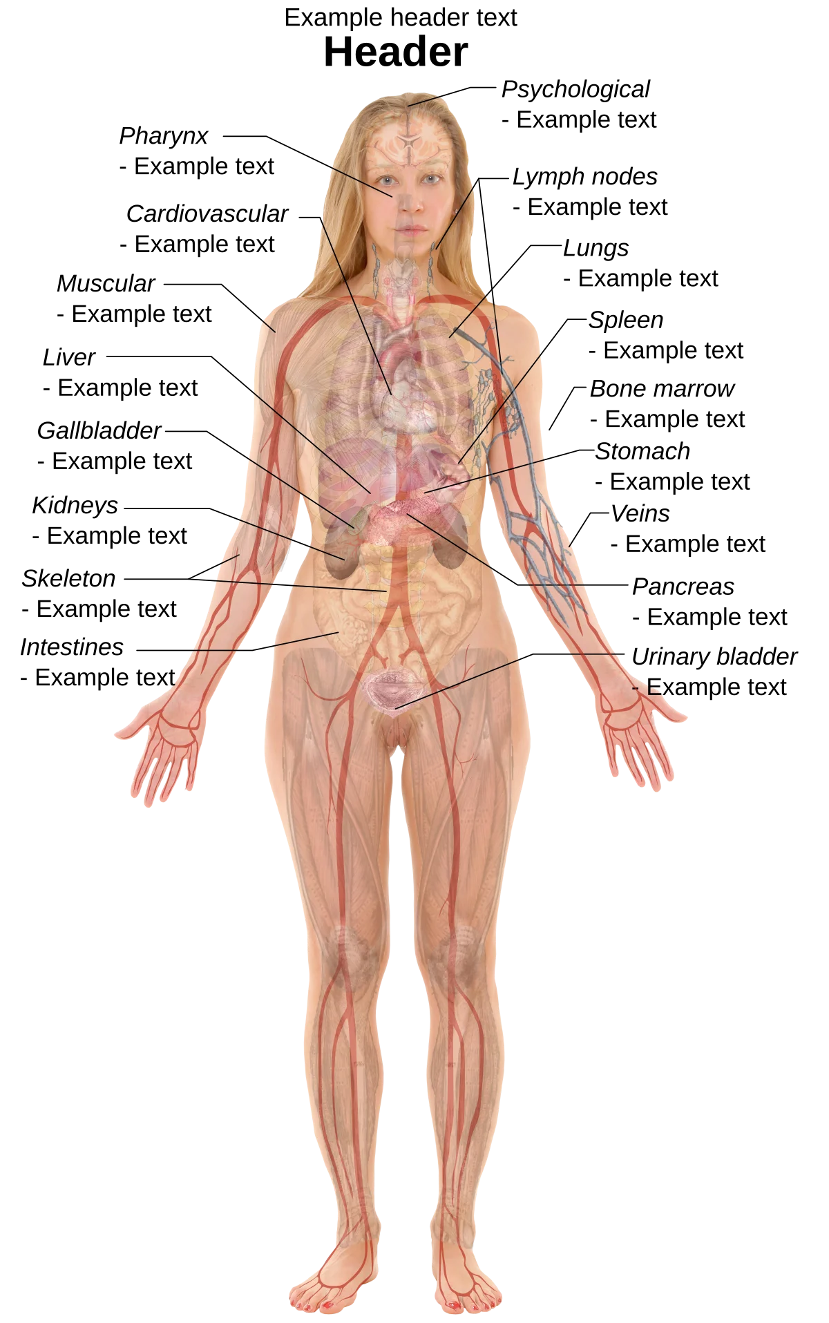 Adult human female anatomy diagram chart