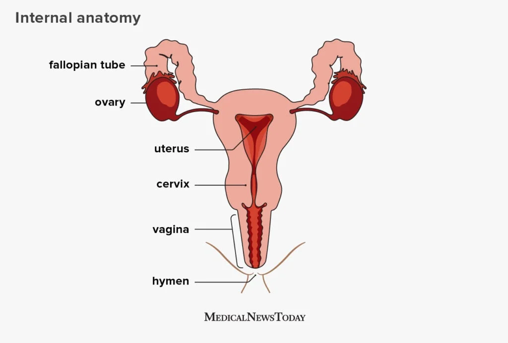 Adult human female anatomy diagram chart