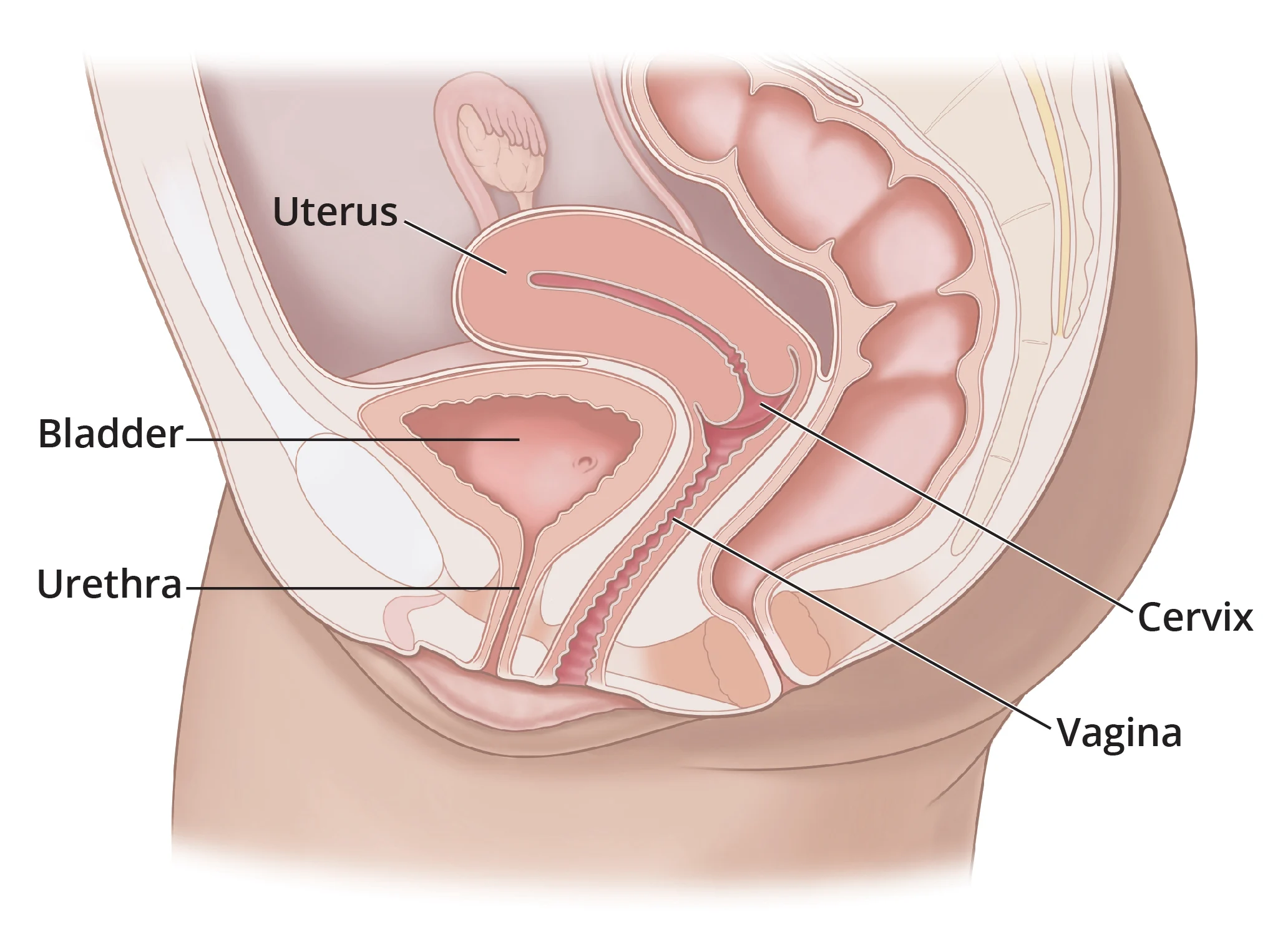 Adult human female anatomy diagram chart