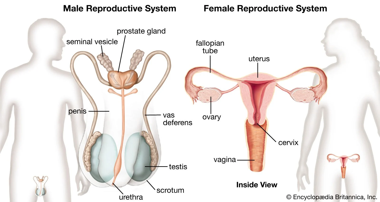 Adult human female anatomy diagram chart