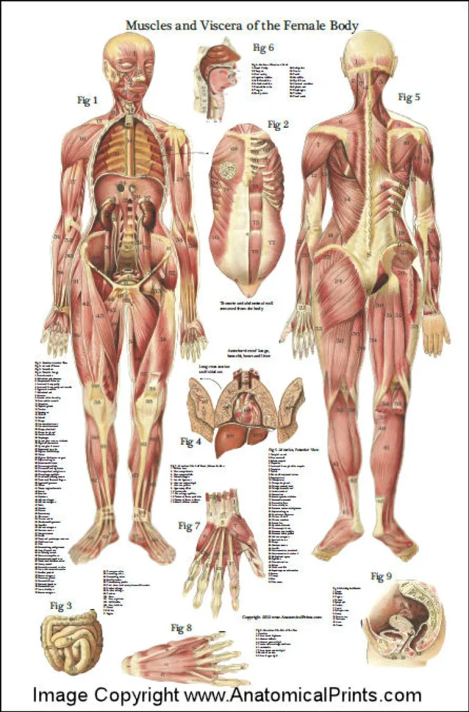 Adult human female anatomy diagram chart