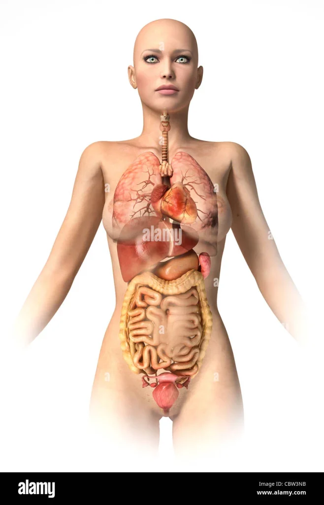 female anatomy diagram showing internal organs including lungs, heart, and digestive system