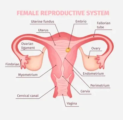 Adult human female anatomy diagram chart