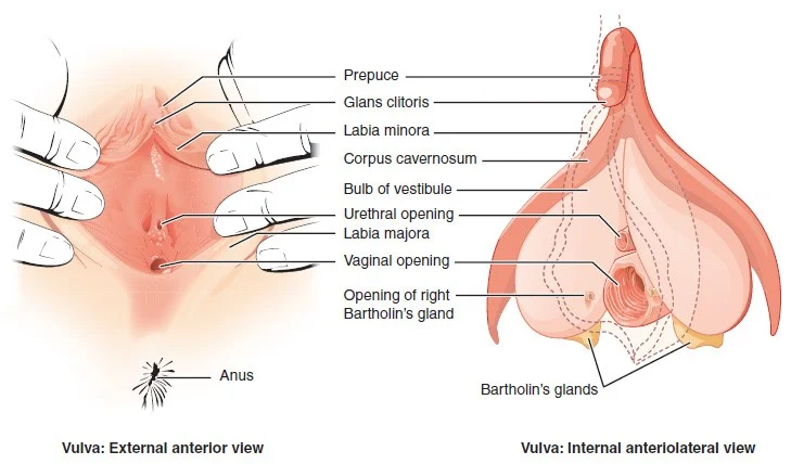 Adult human female anatomy diagram chart