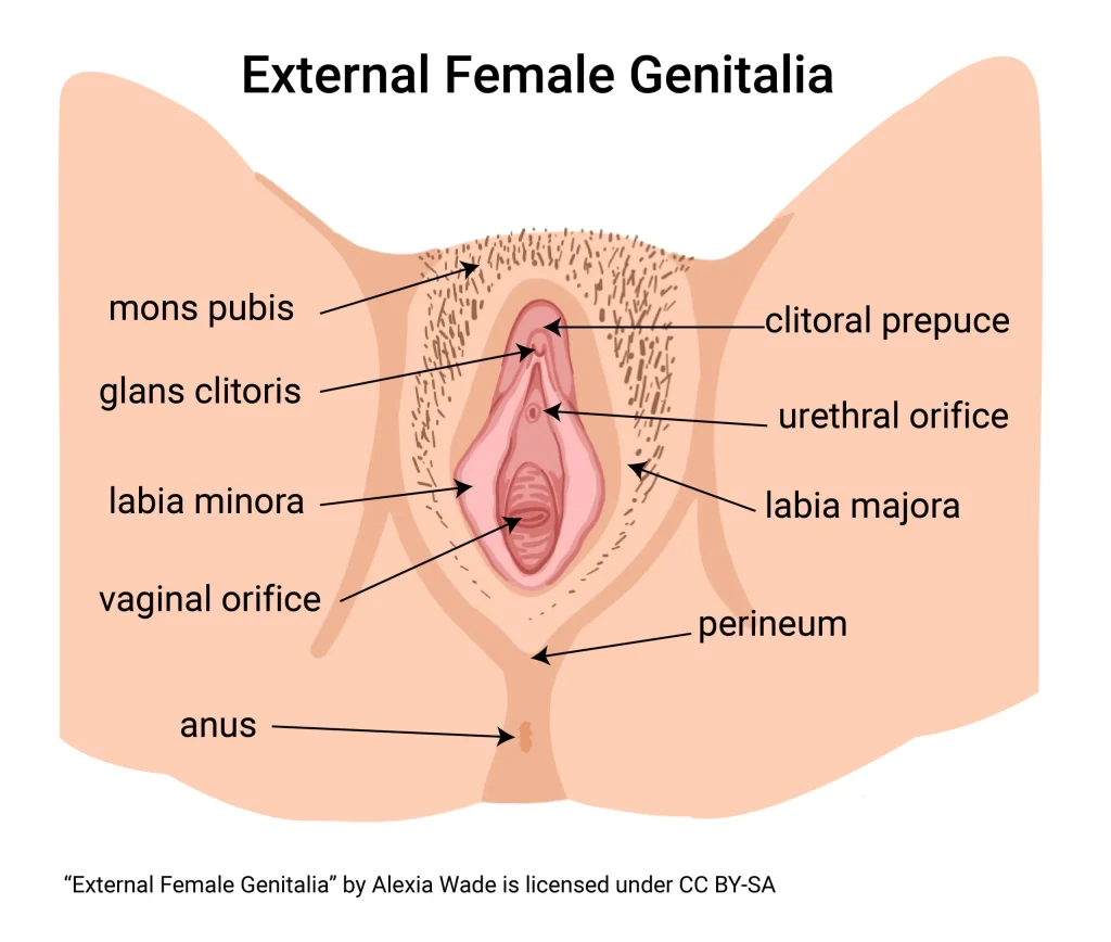 Adult human female anatomy diagram chart