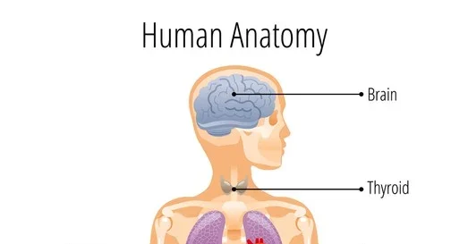 Adult human female anatomy diagram chart