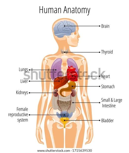 Adult human female anatomy diagram chart