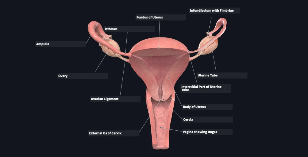 Adult human female anatomy diagram chart