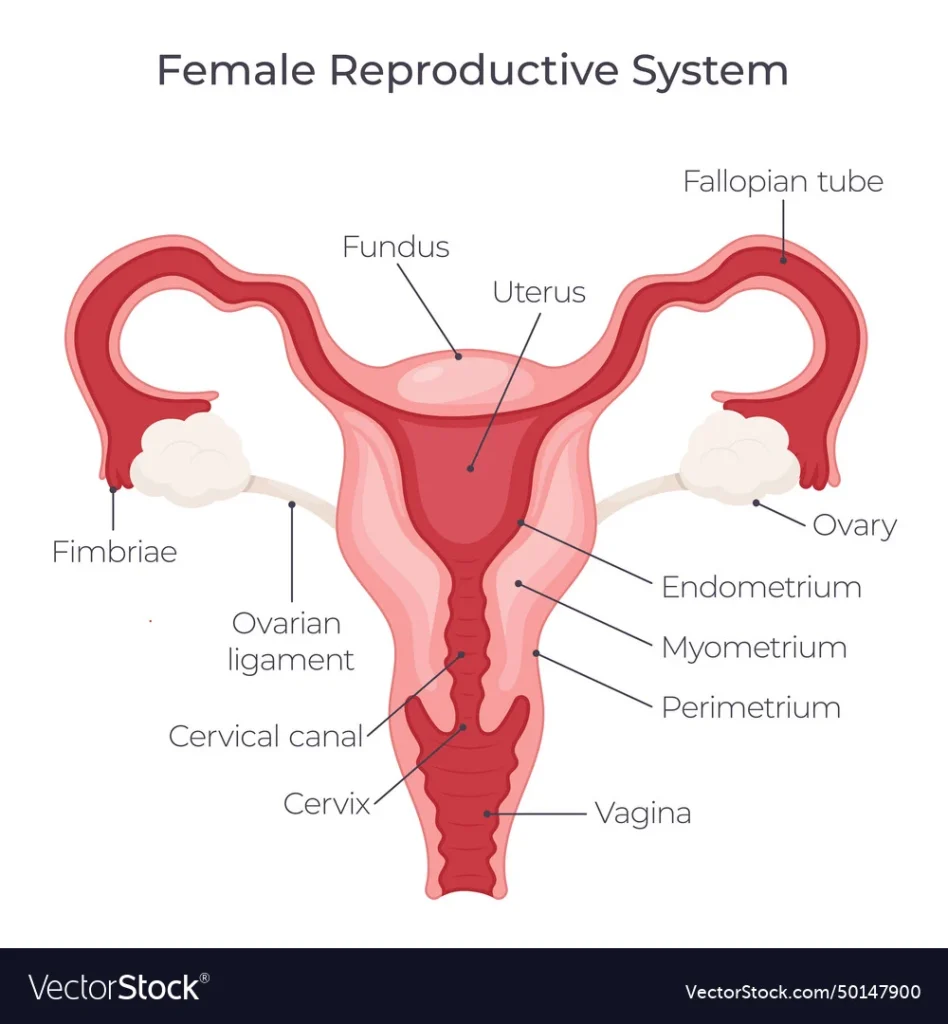 female reproductive system diagram labeling key anatomical structures