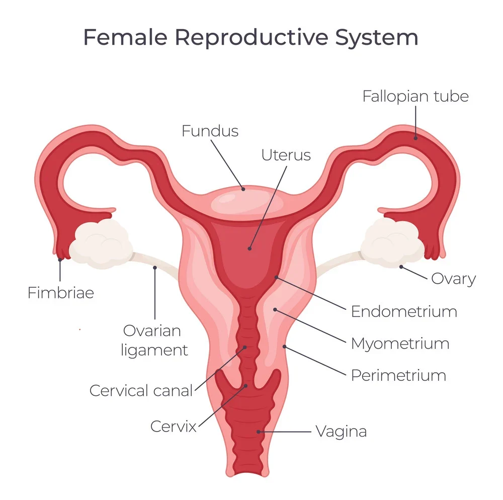 Adult human female anatomy diagram chart