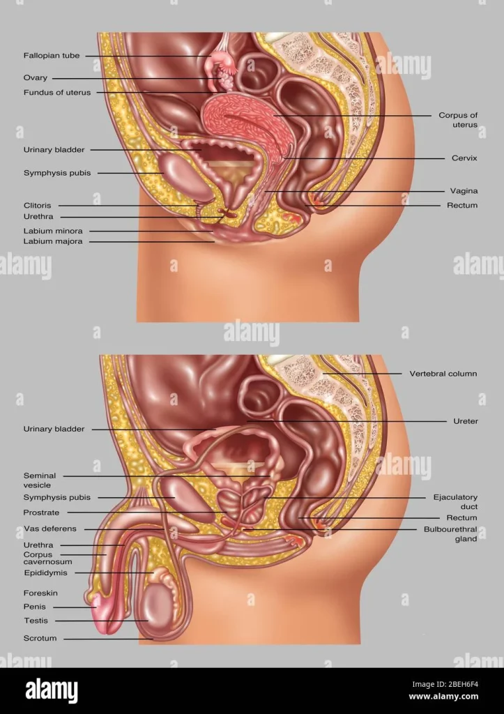 Diagram of human female and male anatomy with labeled reproductive organs.