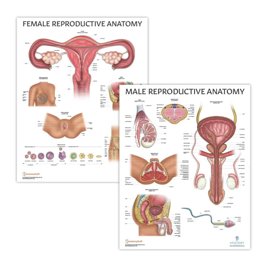 female and male reproductive anatomy diagrams with labeled structures and illustrations