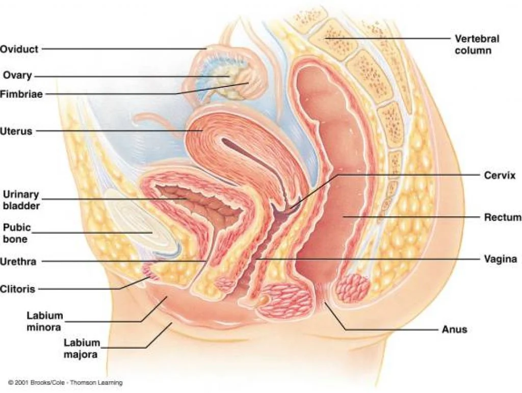 Adult human female anatomy diagram chart