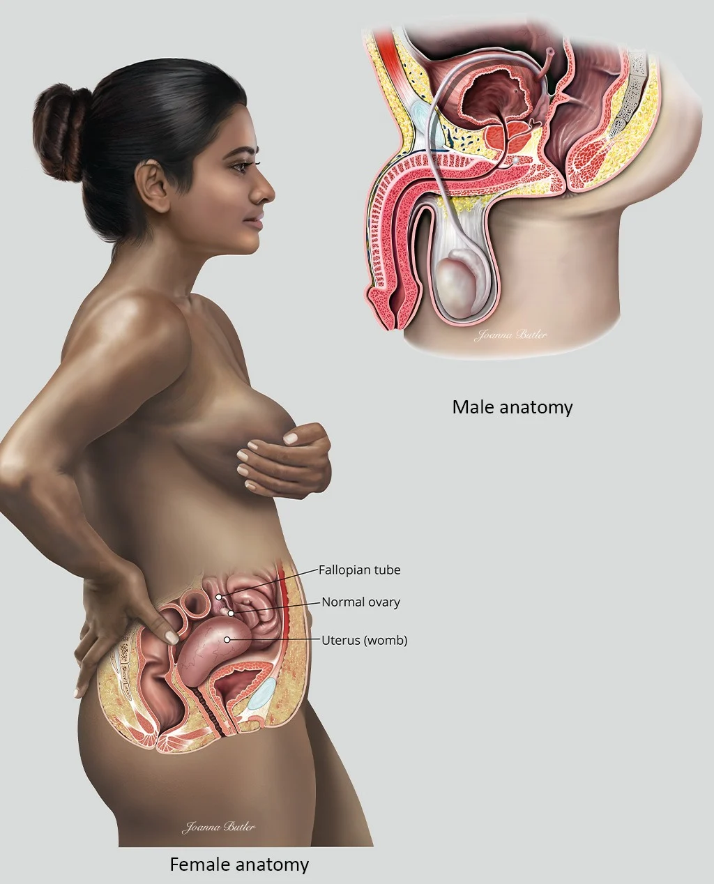 Adult human female anatomy diagram chart