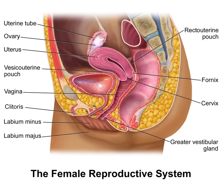 Adult human female anatomy diagram chart