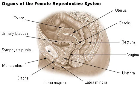 Adult human female anatomy diagram chart