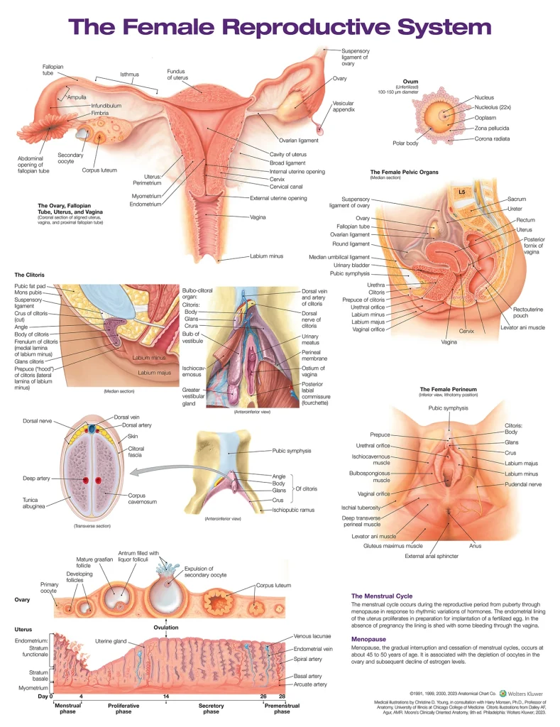 Adult human female anatomy diagram chart