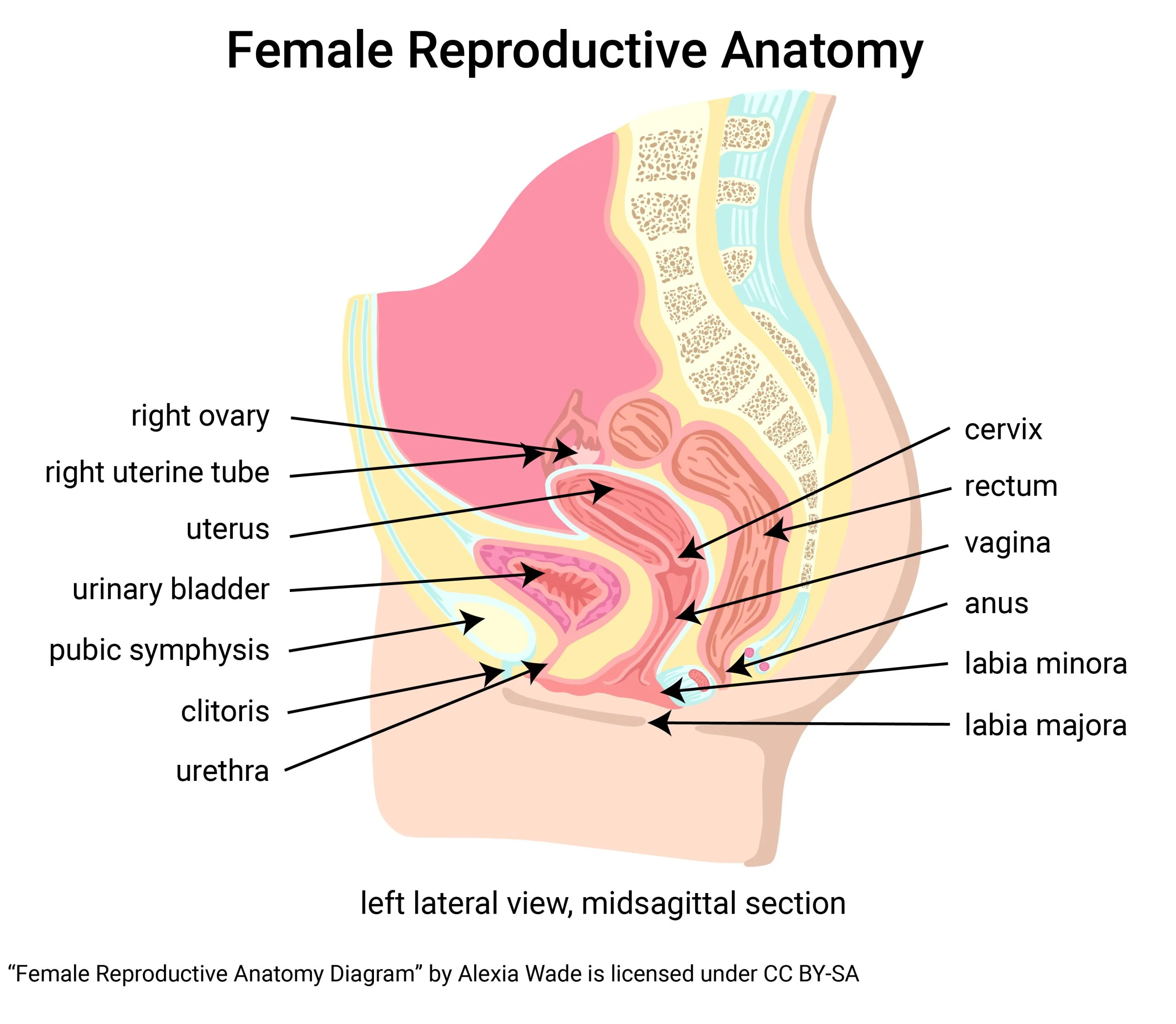 Adult human female anatomy diagram chart