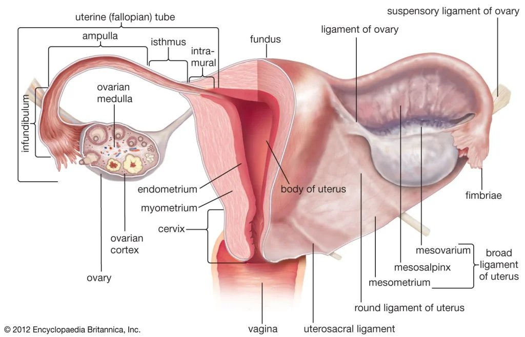 detailed diagram of female reproductive anatomy with labeled structures including ovaries, uterus, and ligaments