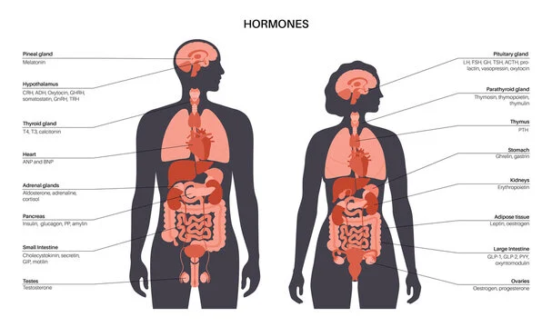 Adult human female anatomy diagram chart