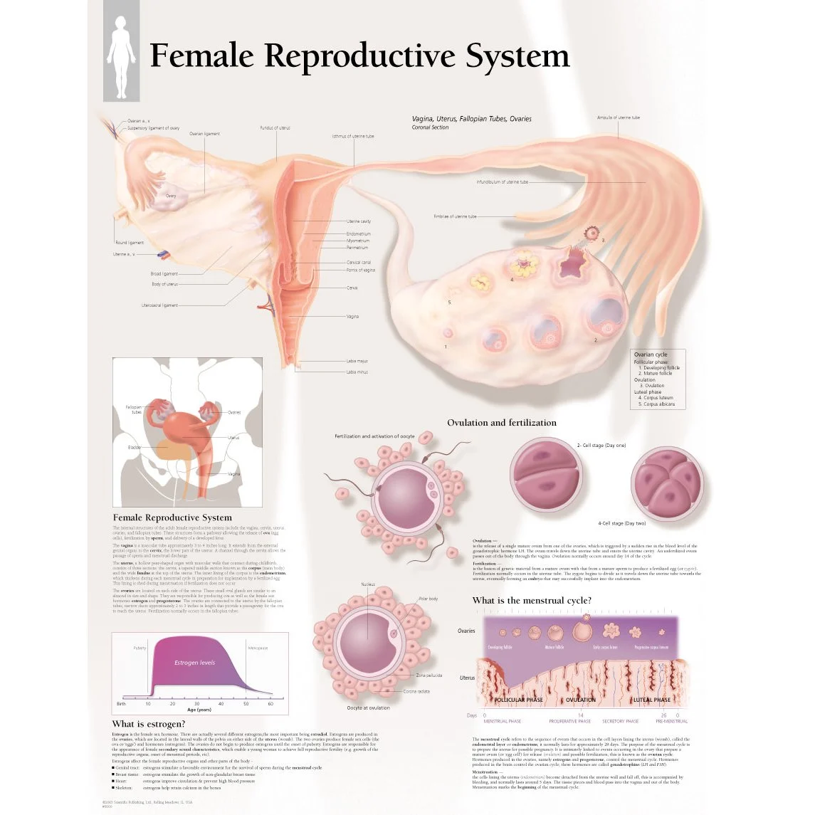 Adult human female anatomy diagram chart