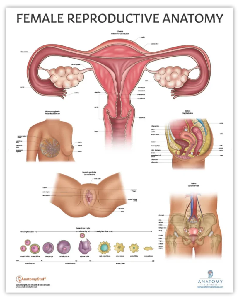 Adult human female anatomy diagram chart