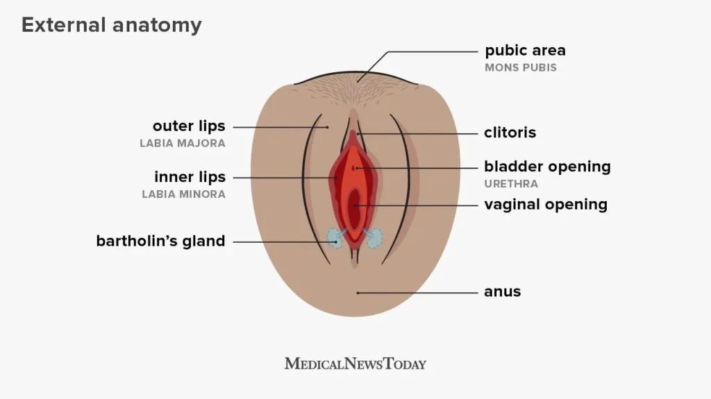 Adult human female anatomy diagram chart