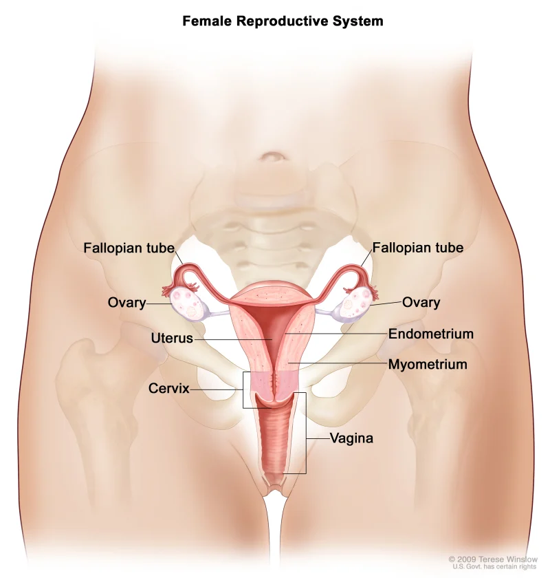 Adult human female anatomy diagram chart