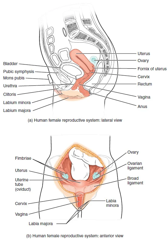 Adult human female anatomy diagram chart